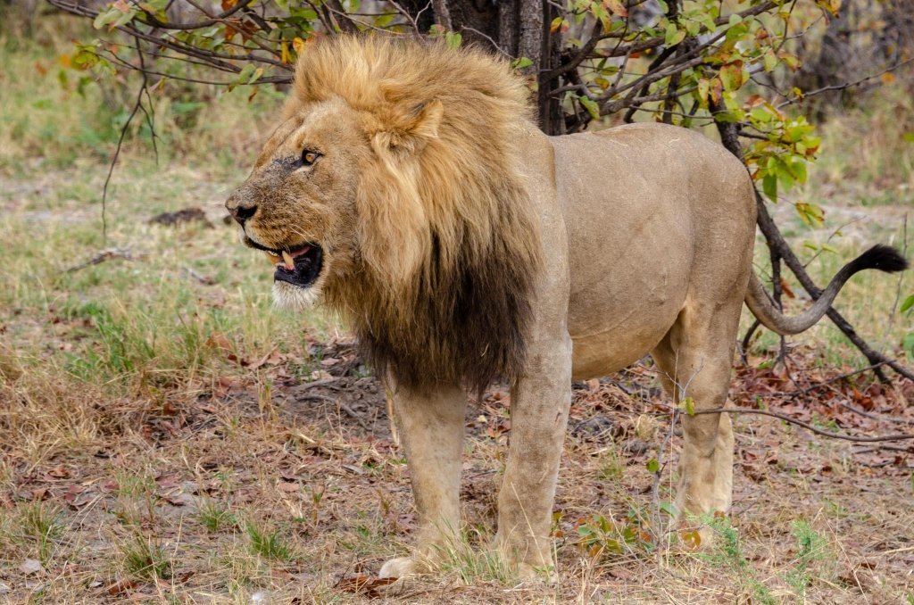 Leone in Botswana