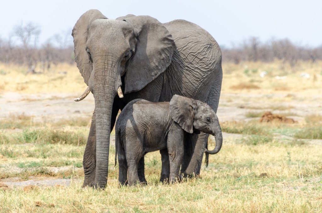 Elefanti del Chobe, Botswana