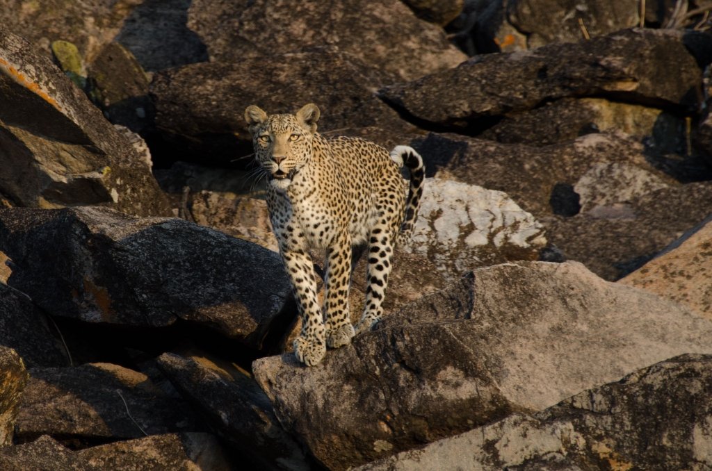 Leopardo