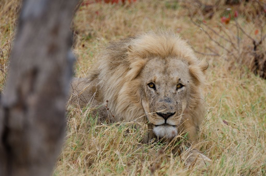 Leone nella Savana in Botswana